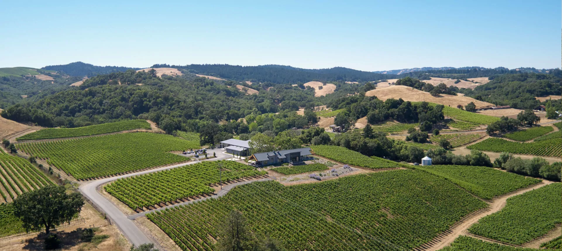 vineyard-img