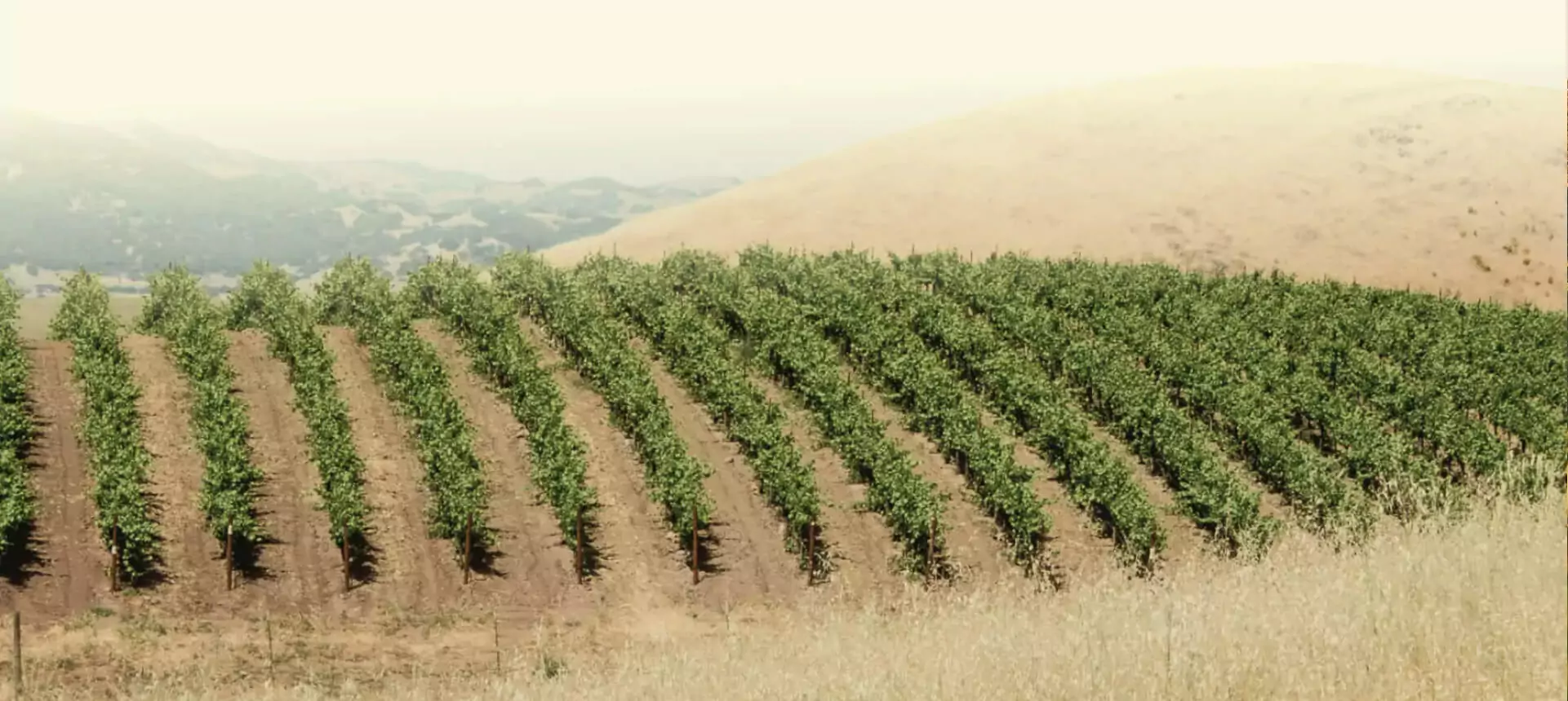 vineyard-img