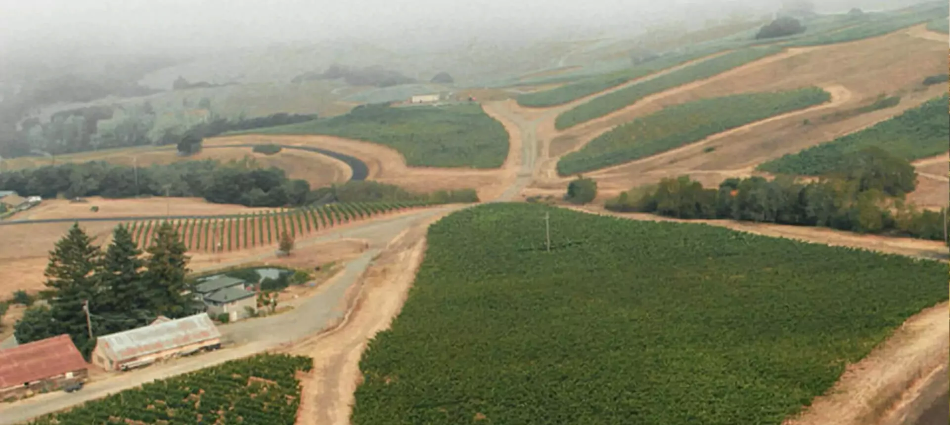 vineyard-img