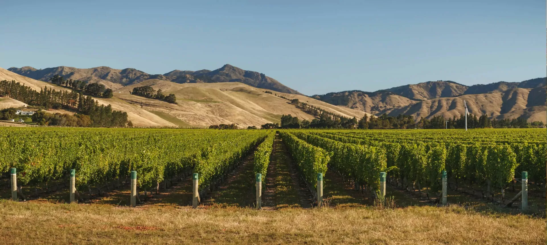 vineyard-img