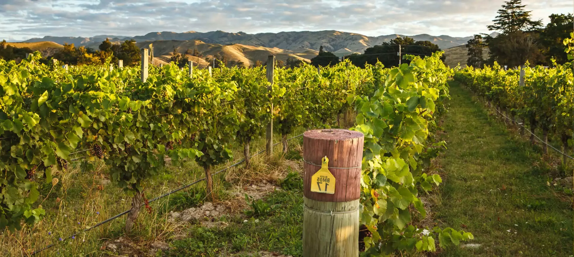 vineyard-img
