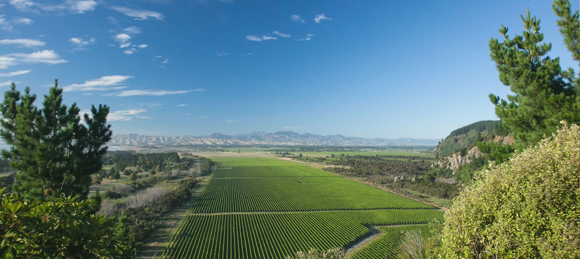 vineyard-img