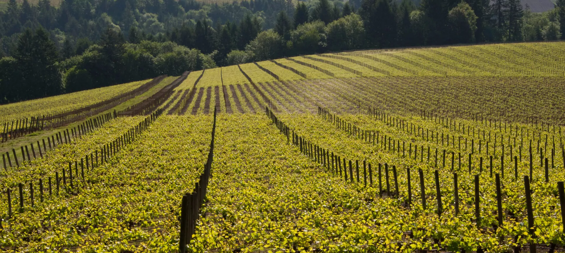 vineyard-img