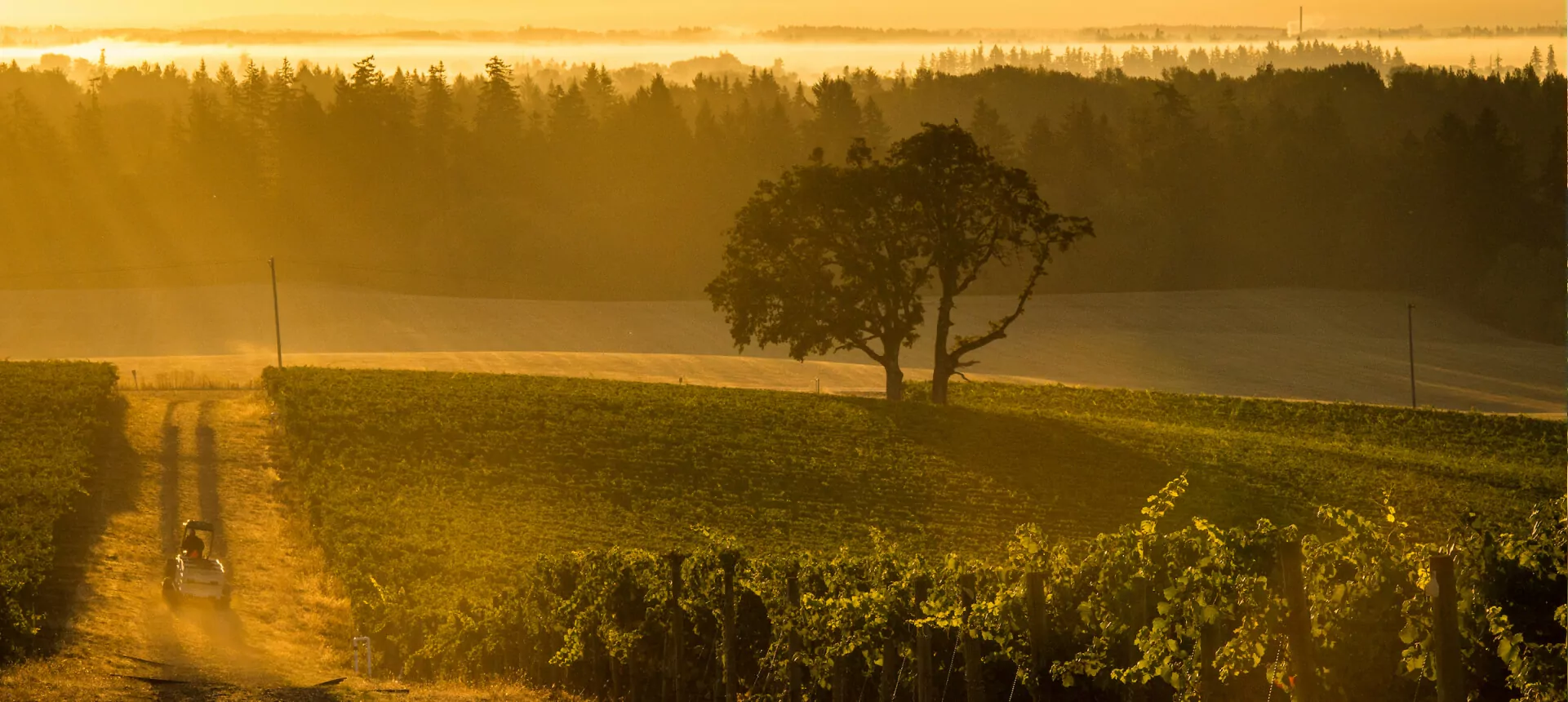 vineyard-img