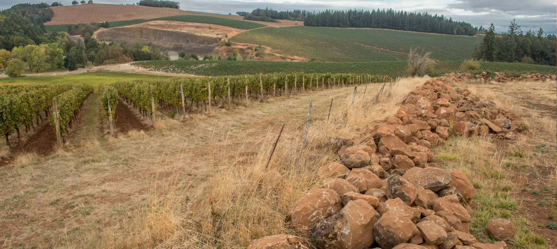 vineyard-img