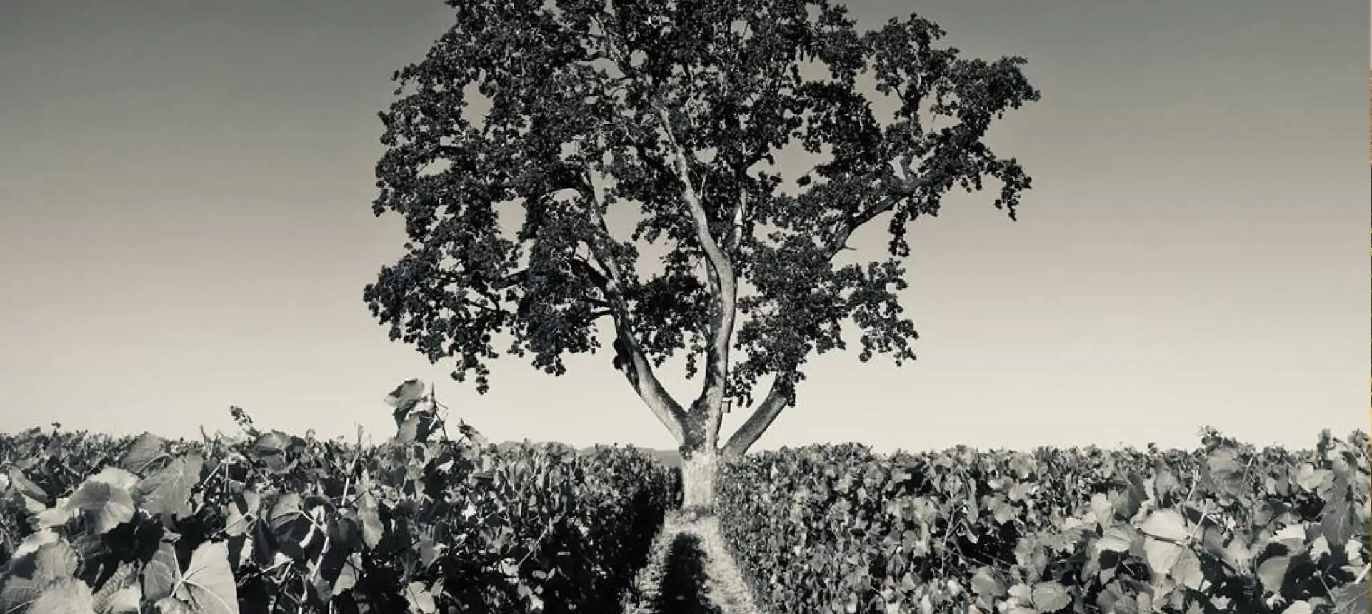 vineyard-img