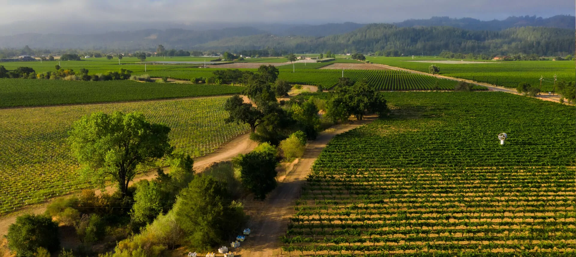 vineyard-img