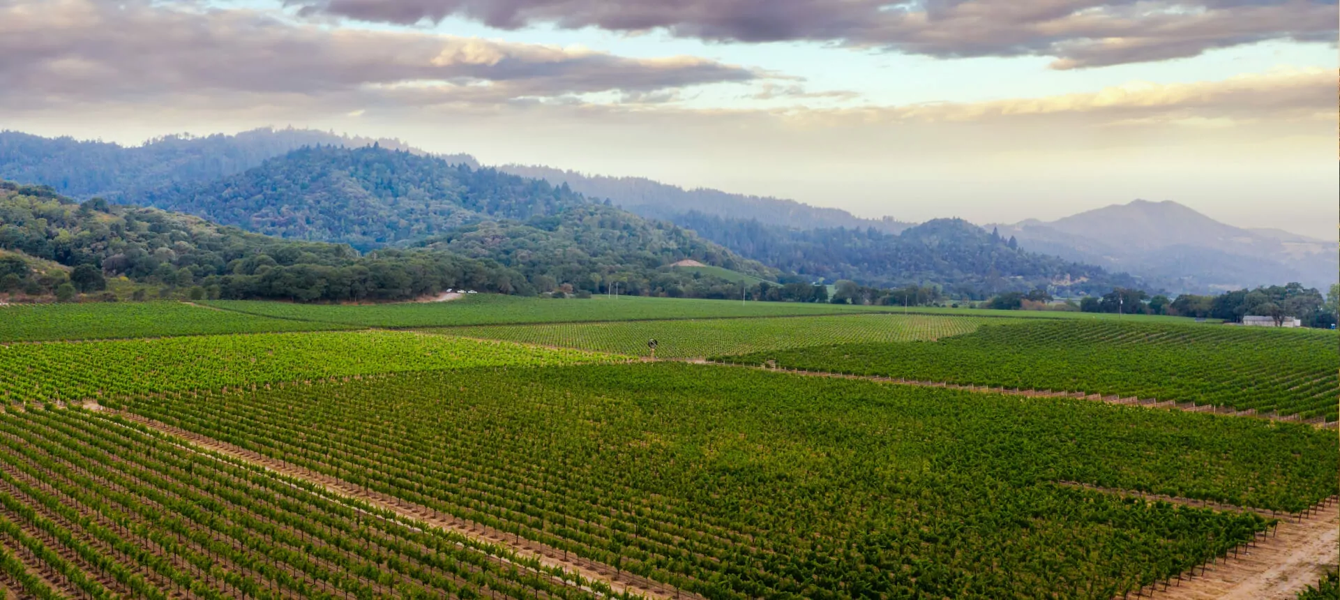 vineyard-img