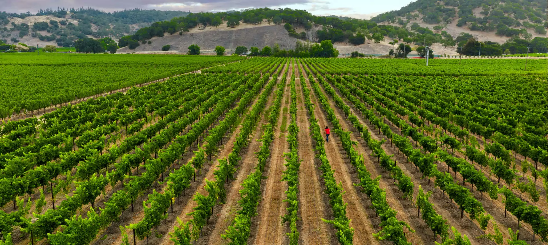 vineyard-img