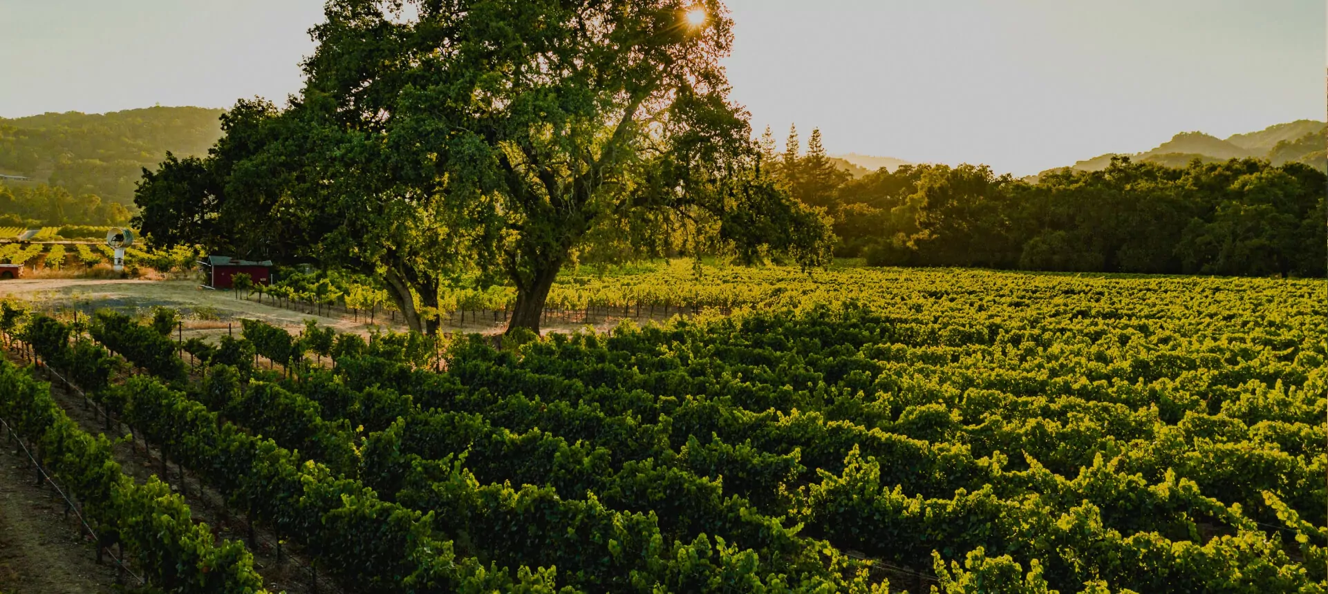 vineyard-img